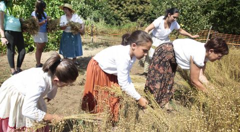 Una decena de personas participaron en las labores de arrancado de las plantas de lino. 