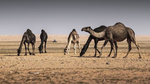 Dakar 2021 en Arabia Saudí 