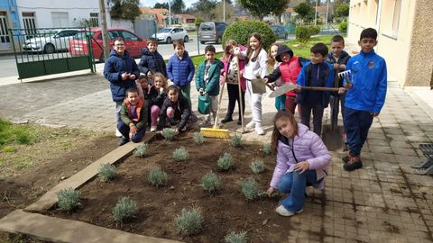 Los alumnos del colegio de Antas de Ulla plantaron lavandas en una zona ajardinada del recinto escolar