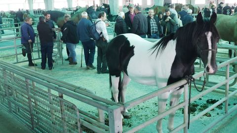 Exposicin de ganado en la feria de Castro