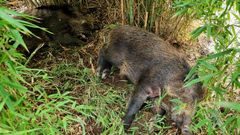 Jabal�s sedados en el parque canino de Garc�a Picher