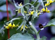 Los abejorros ofrecen mejores resultados en la polinizaci�n que los ventiladores.