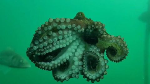 Un pulpo y un choco, entre los �ltimos visitantes del visor submarino de Bouzas en Vigo