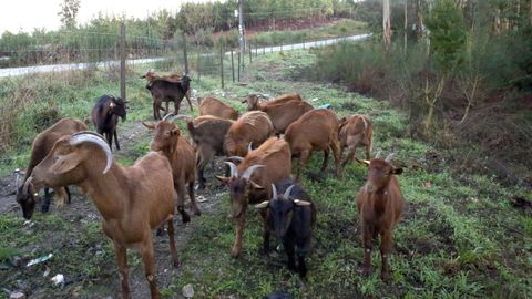 Entre los pagos la PAC que esta semana realizar Medio Rural se encuentran las ayudas asociadas al ovino-caprino