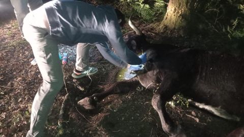 La vaca fue encontrada en estado agonizante y no qued� m�s remedio que sacrificarla.