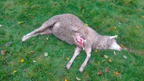 C�daver de una oveja atacada por los lobos en Las Regueras, seg�n Uni�n Rural Asturiana