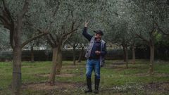 Finca de aceituna que recolecta Aceites Abril, en Moreiras (To�n)