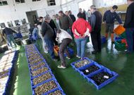 En la fotograf�a, una subasta de almeja en la lonja ferrolana de Curuxeiras.