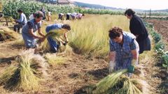 Imagen de archivo de unas mujeres recogiendo lino en la Costa da Morte
