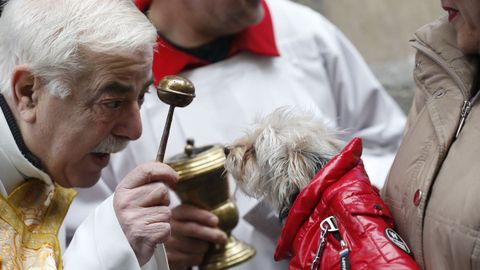 Acompa�ados de sus mascotas, cientos de personas acuden el d�a de San Ant�n a la iglesia madrile�a del mismo nombre para recibir la bendici�n de su patr�n, en una jornada en la que se registran largas colas en torno al templo