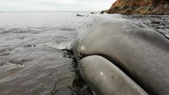 Ballena varada en Tapia de Casariego