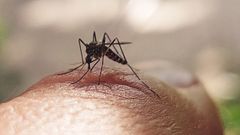 Mosquito tigre