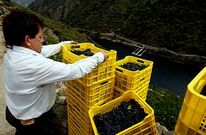 Vendimia en la bodega Ponte da Boga 
