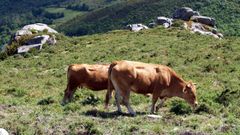 Vacas pastando en una zona de alta monta�a, algo que seg�n la Xunta y las organizaciones agrarias no tiene en cuenta el PEPAC