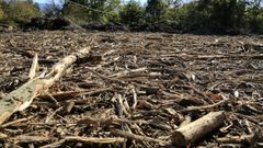 La caldera se alimentar de biomasa forestal