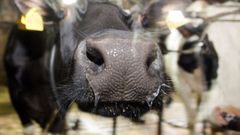 Imagen de archivo de una vaca lechera