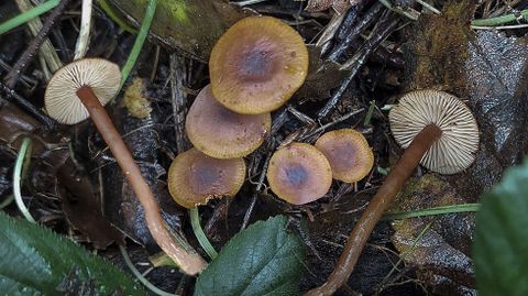 La nueva seta se llama Rhodophana ulmaria y crece nicamente al lado de los olmos