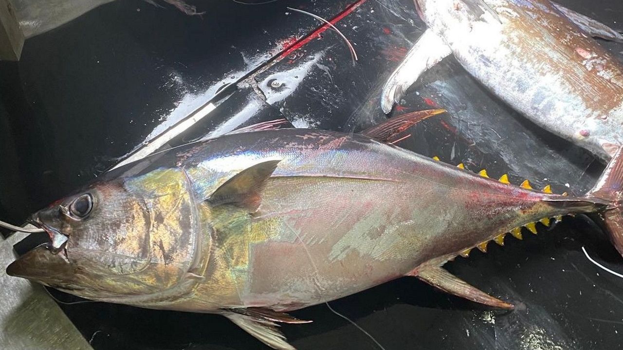 Un barco gallego pesca en el área ecuatorial un patudo marcado hace diez años en Cabo Verde
