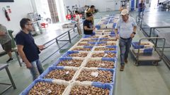 Se subastan casi 1.200 kilos de ameixa roja en el primer d�a del libre marisqueo.