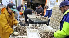 Mariscadores de Fene ayer trabajando con la almeja