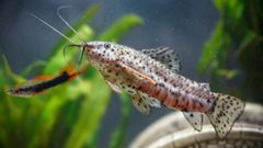 El �Hoplosternum thoracatum�, popularmente conocido como bagre marr�n.