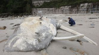 En febrero del 2025 var� una ballena en la playa de Pampaido, en Sanxenxo