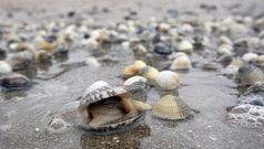 As praias da r�a de Arousa est�n ateigadas de marisco morto por culpa da baixa salinidade da auga. 14/11/2023