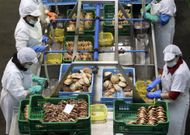Las vieiras con la etiqueta de Porto de Cambados re�nen todas las garant�as para el consumidor. 
