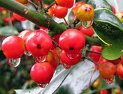 Diamantes de agua, la magia surge cuando una gota de lluvia se mezcla con la naturaleza. 