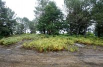 El Castro de Barbude es uno de los m�s emblem�ticos de A Estrada, aunque se le saca poco partido. 