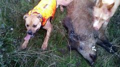 Solo est� autorizado el uso de hasta doce perros por batida