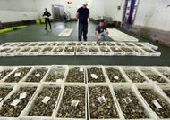 La cotizaci�n m�xima de la almeja babosa supera los 20 euros en las rulas de la zona. 