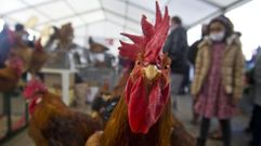 Un gallo y unas gallinas a la venta en un mercado en Arteixo