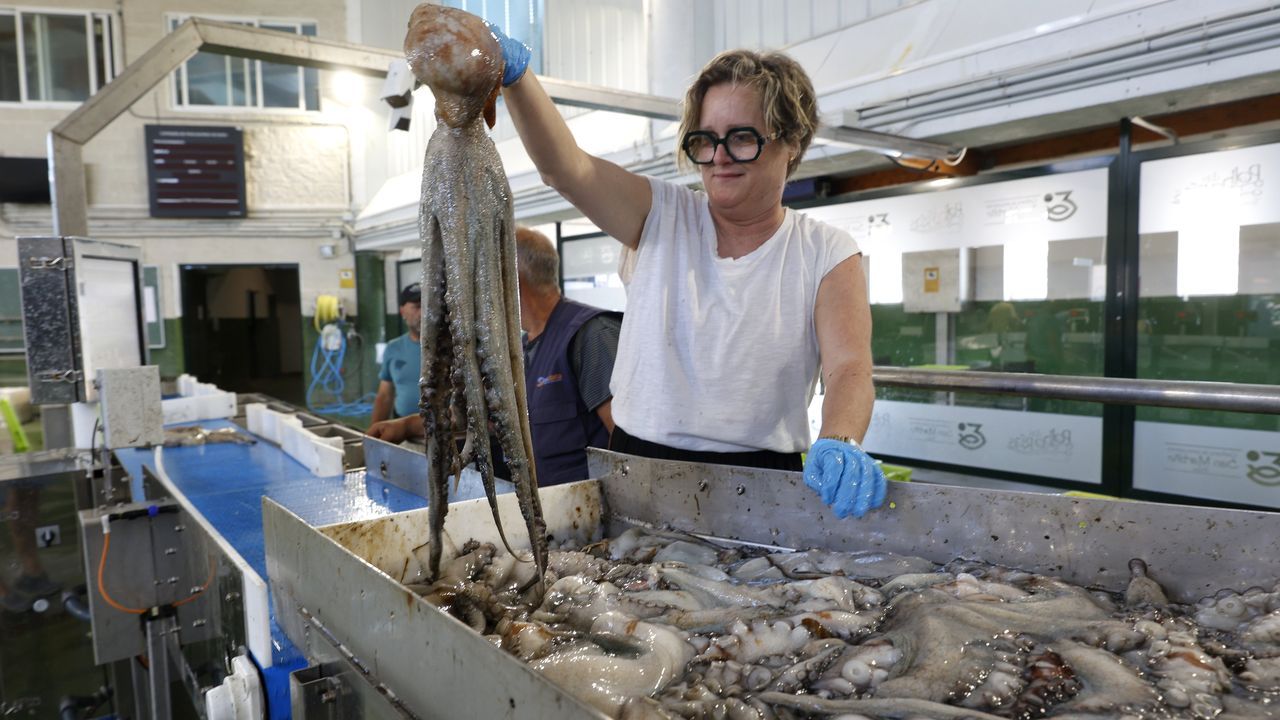 Pescadores gallegos dicen que el pulpo inglés y francés baja el precio del suyo