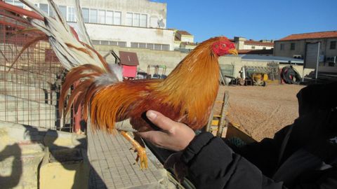 Uno de los gallos supuestamente robados en Valladolid y recuperados en Soria