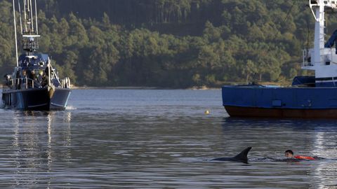 operativo de cemma en outes para liberar al delfin manolio del arpn