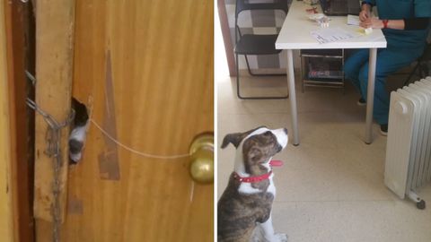 Rescate de un perro abandonado en una casa �okupada� en Goz�n