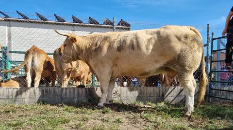 Una de las vacas de mayor tamao de la exposicin de Montederramo.