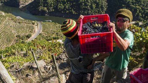 Vendimia en las vi�as de Regina Viarum, bodega que elabora un tinto de tempranillo