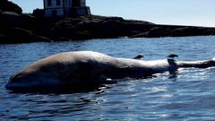 La ballena var� el s�bado en la Lobeira