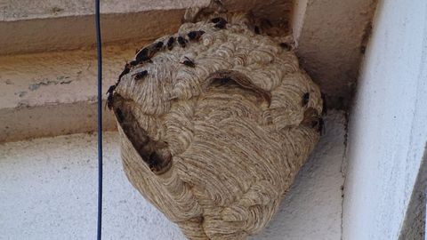 Imagen de archivo de un nido de velutina en una vivienda