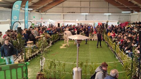 La exhibición de las mejores reses se realizará en el recinto de A Picota