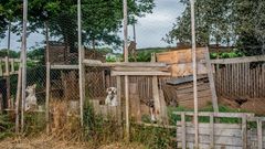 Denuncian un posible caso de maltrato de seis perros en Lugo