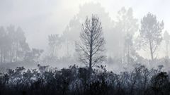 Paisaje tras el paso de un fuego forestal en Arousa