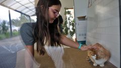 El gato callejero Eros convive con alumnos del CEIP Vi&ntilde;agrande en Vilanova de Arousa