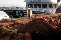 Un perro descansaba sobre las redes en el puerto de Cambados, desierto a la hora de la subasta.
