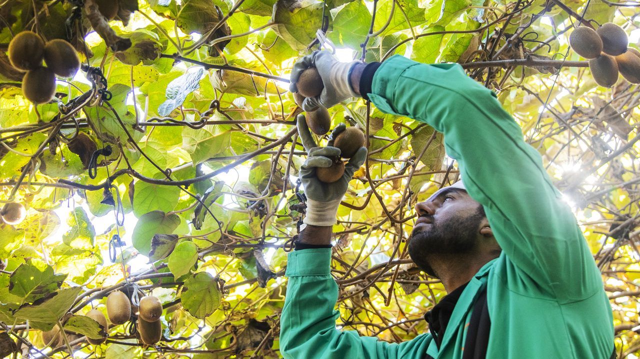 La producción de kiwi se resiente por falta de frío