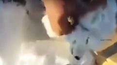 Un zorro escapa de sus captores