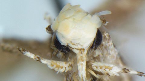 polillatrumph