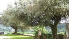Olivos antes de la tala